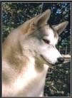brasilianische huskys