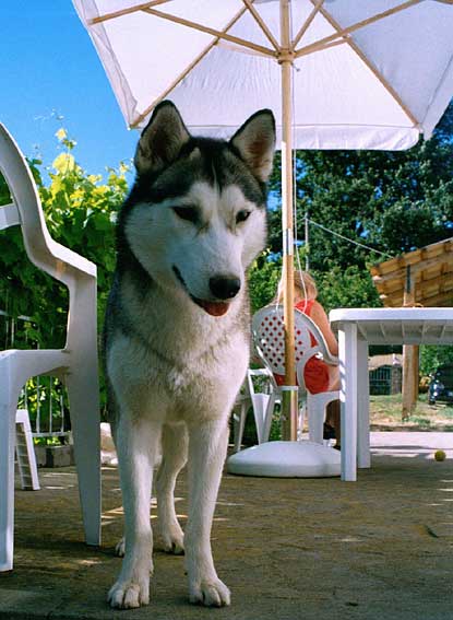 Shiva, Toscana