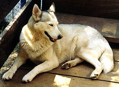 Ein Husky? Nein, zehn!