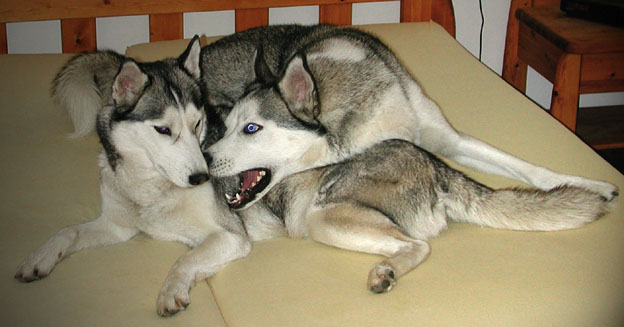 Ich Wolf! Du Rotkäppchen.