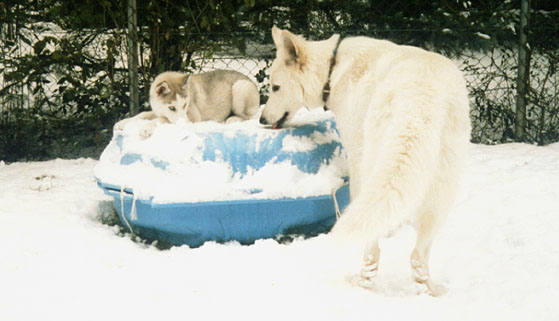Schneehunde