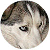 Auge Merlin