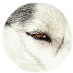 Auge Shiva