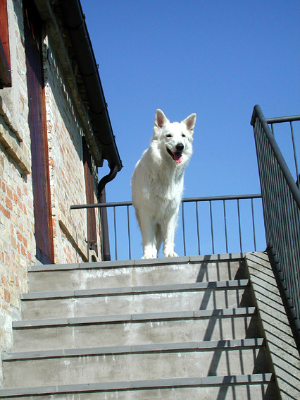 Demora