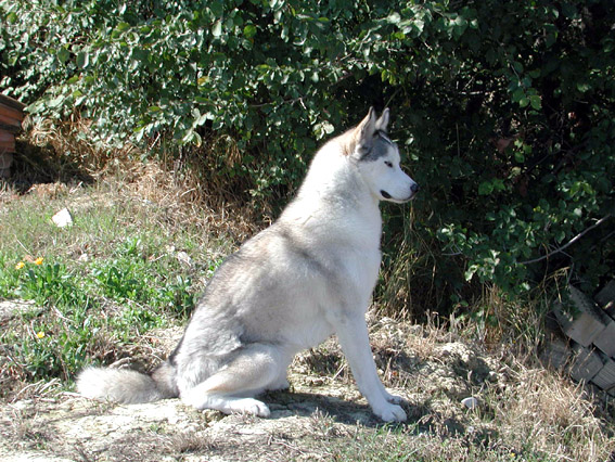 Merlin 