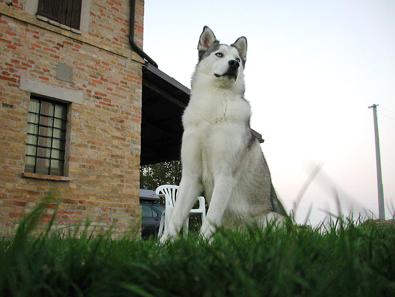 Merlin im Garten