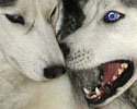 Shiva und Merlin