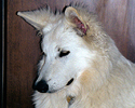 Türvorleger