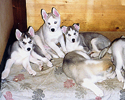 Husky-Family