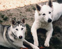 Inook und Prinz