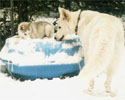 im Schnee