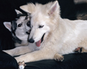 Demora und Shiva