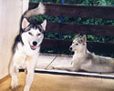 Shiva und Aska
