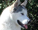 Merlin