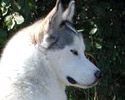 Merlin schlafend