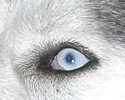schau mir in die augen, kleines