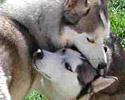 Merlin und Shiva